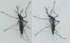 Aedes albopictus
